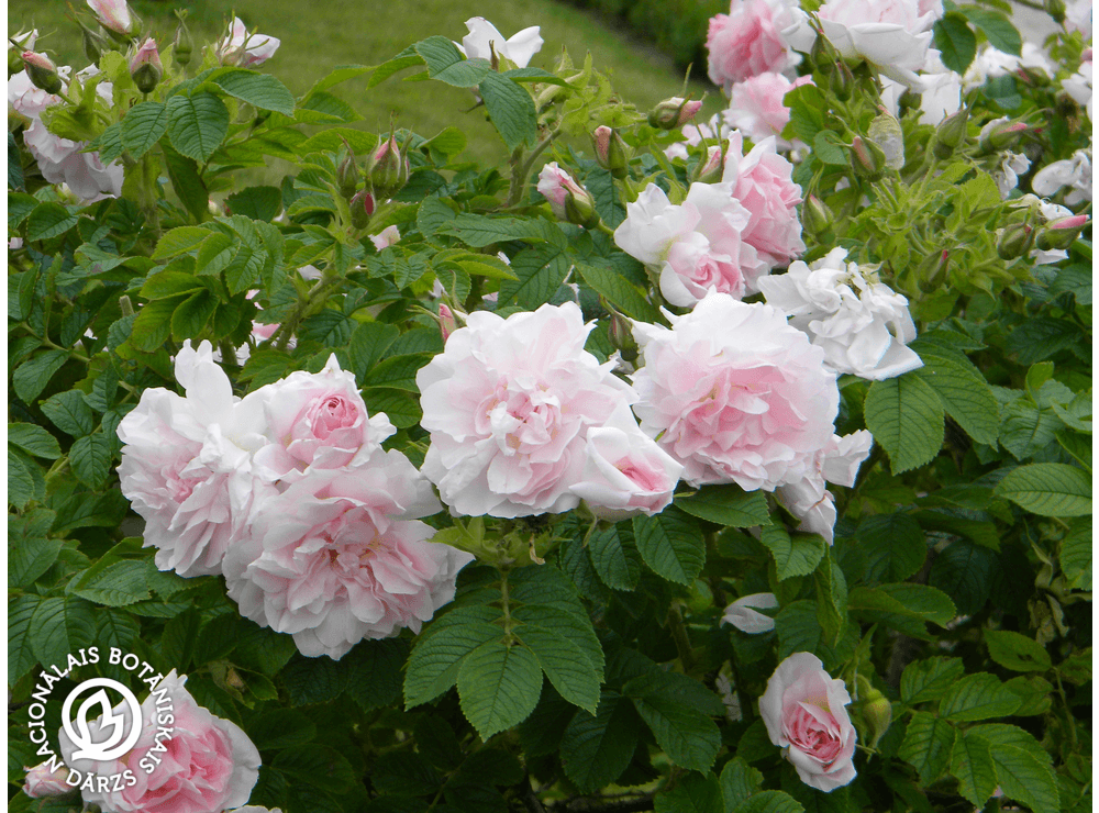 Latvijas stādi - Rosa rugosa 'Līga' - rievainā roze, šķirne